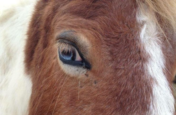 pony e ippoterapia
