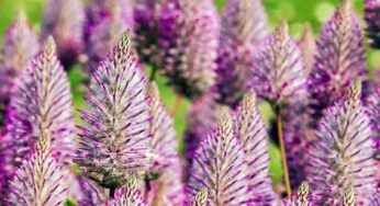 Floriterapia contro il caldo e l'afa