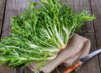 Le proprietà della Cicoria: perché fa bene all’organismo? proprietà della cicoria