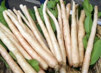 Radice amara di Soncino (https://chizukoba.exblog.jp)