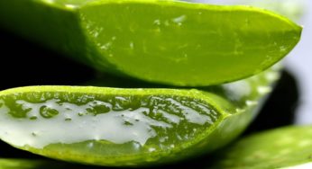 Aloe vera: un toccasana per la nostra pelle del viso!
