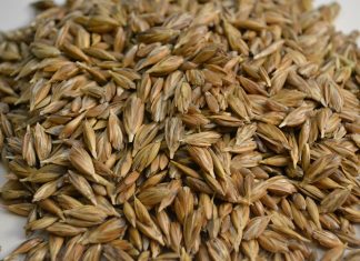 Benessere e salute: quali sono gli alimenti sani farro